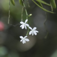 Aerangis hologlottis (Schltr.) Schltr.